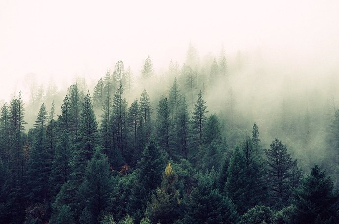 Los bosques compensan el calentamiento más de lo pensado, pero no lo suficiente