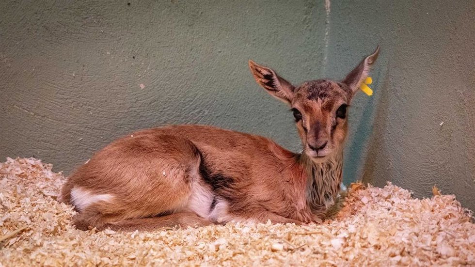 Nacen en Bioparc Valncia tres gacelas de Thomson, el antílope más veloz de África