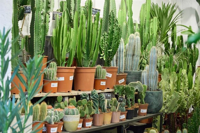 Archivo - Varias especies de cactus. 