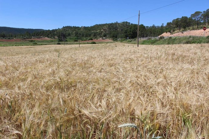 Cultivo cereales