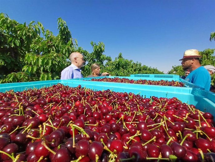El delegado del Gobierno en Aragón, Fernando Beltrán, visita un campo de cultivo de cerezas.