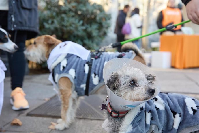Archivo - Dos perros durante la San Perrestre 2023, a 30 de diciembre de 2023, en Madrid (España). 