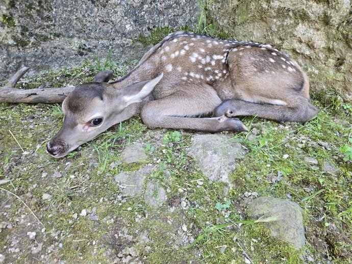 Un nuevo cervatillo ha ampliado la manada de ciervos de La Ciudadela de Jaca.