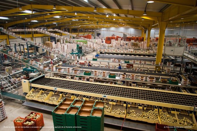 Archivo - Almacén de manipulado hortofrutícola. 