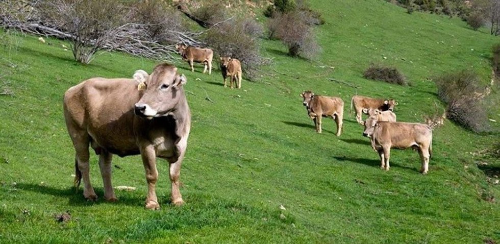 Archivo - Vacas en un prado.
