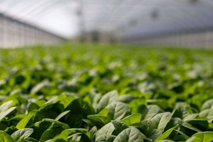 Cómo aplicar correctamente los fertilizantes para maximizar su eficacia