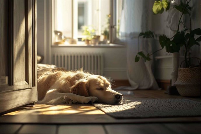 ¿Cuánto tiempo tarda un perro en aprender a quedarse solo?