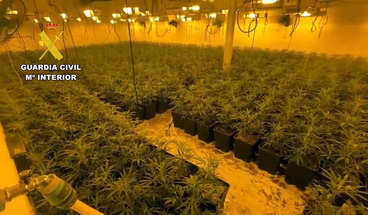 Guardia Civil desmantela un macrocultivo de marihuana en Totana