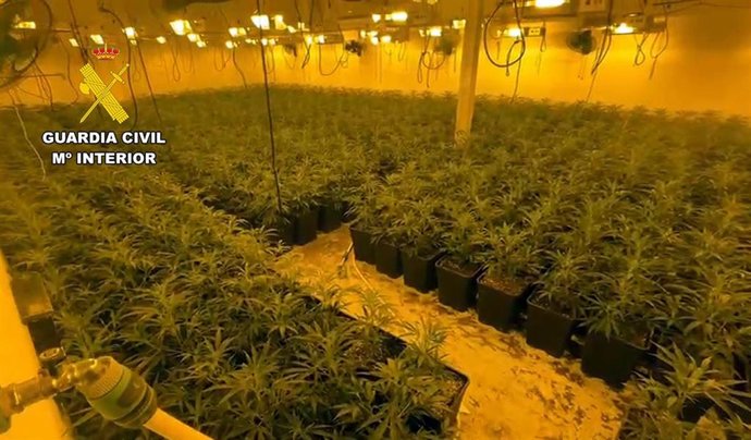 Macrocultivo de marihuana en Totana