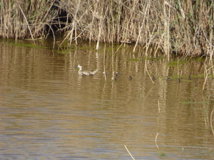 El Proyecto LIFE Cerceta Pardilla se puso en marcha en 2021.