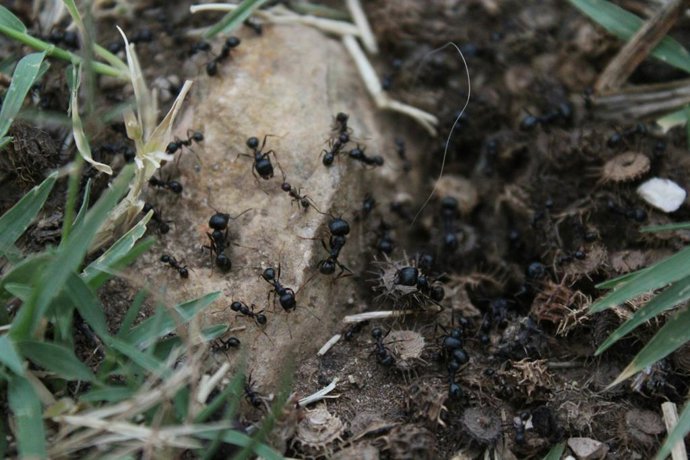 Como se livrar de formigueiros em casa ou no jardim: o que funciona e o que não funciona