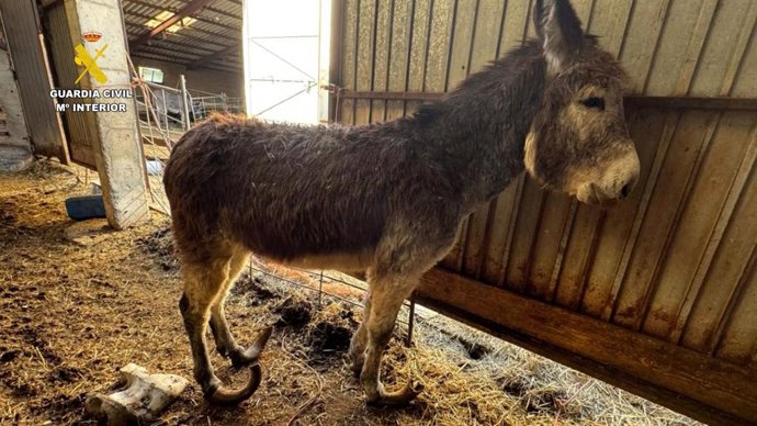 Uno de los burros maltratados por el ganadero investigado en una localidad de Burgos.