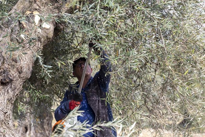 Archivo - Un hombre durante el XXVIII Concurso de Poda de Olivo, a 6 de abril de 2025, en Mora, Toledo, Castilla-La Mancha (España).