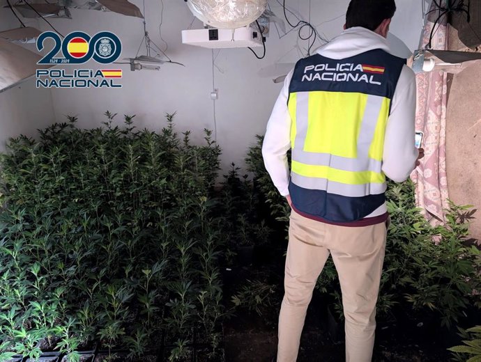 Tres detinguts a Dénia després de descubrise una plantació de marihuana en la casa que havien okupat