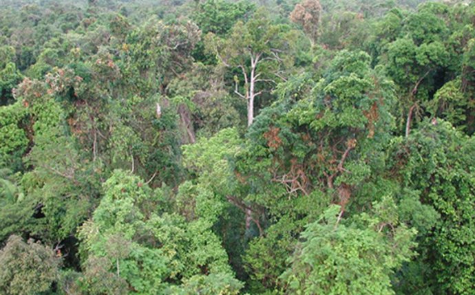 Selva tropical