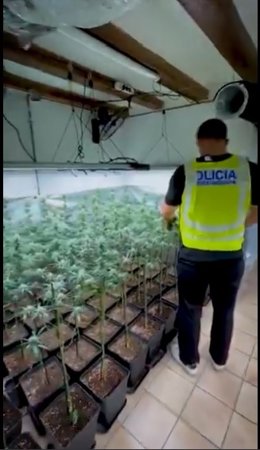 Desmantelada una plantación 'indoor' con 700 plantas en el distrito de Ciutat Vella (Barcelona)