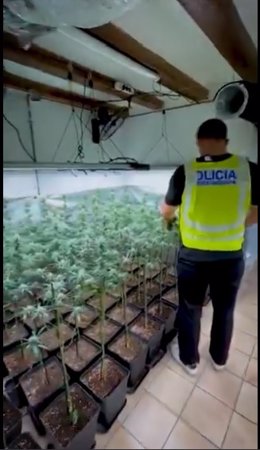 Desmantellada una plantació indoor amb 700 plantes al districte de Ciutat Vella (Barcelona)