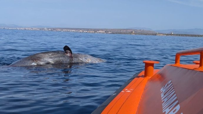 Rescatan el cadáver de un cachalote de 15 metros de largo al sur de la isla de Tabarca