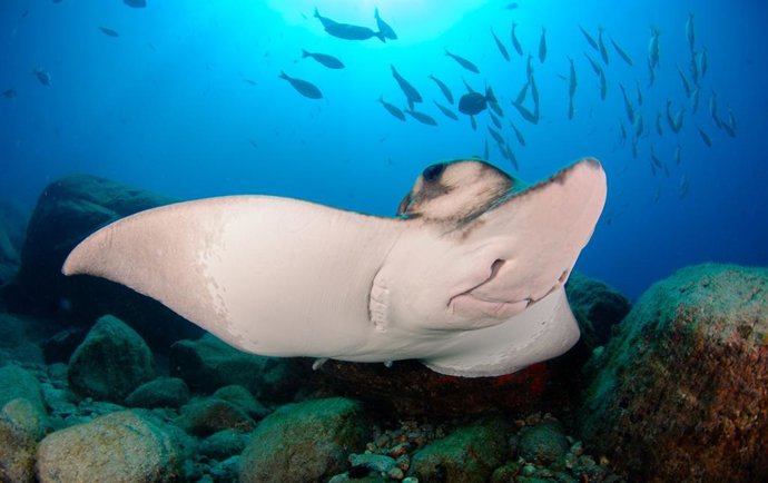 Archivo - Un ejemplar de raya.-ARCHIVO