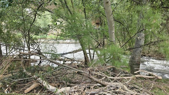 Río Henares a su paso por Guadalajara.