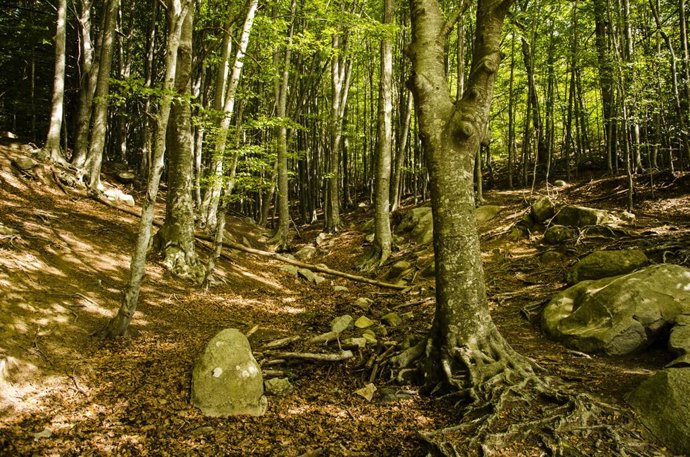 Archivo - Alrededores de la Font del Frare el día que da comienzo el otoño 2023, en el parque natural del Montseny, a 19 de septiembre de 2023, en Barcelona, Catalunya (España)