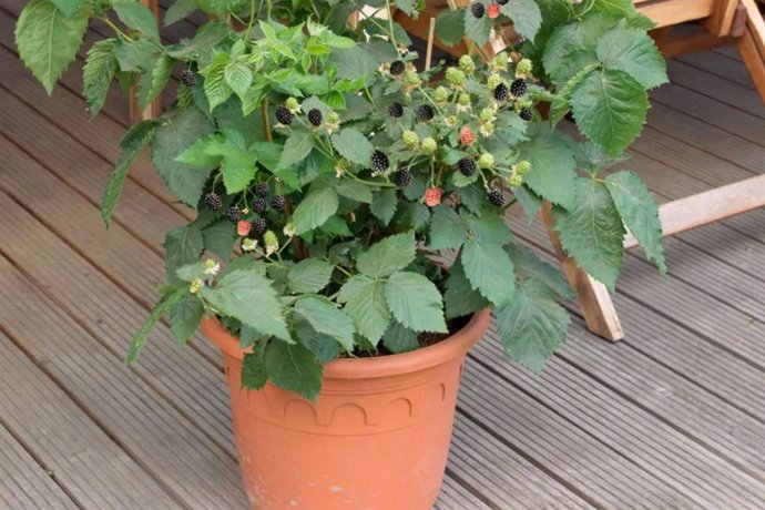 Huerto urbano de frutos rojos