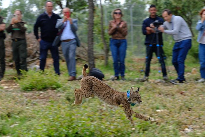 Liberação do Venadillo, o lince ibérico emprestado por Castilla-La Mancha, no Cerrato Palencia.
