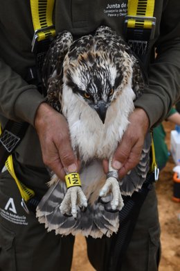 Anillamiento de ejemplar de águila pescadora en el paraje Marsimas del Odiel de Huelva.