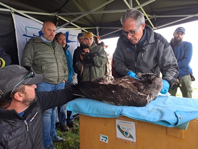 Dos nuevos pollos de quebrantahuesos, procedentes de Andalucía, llegan al Parque Nacional de Picos de Europa.