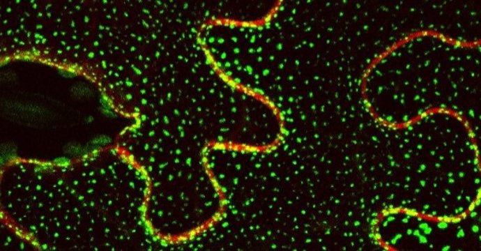 En la imagen usando microscopía confocal se ve la localización de la proteína Sinaptotagmina 1 unida a La proteína fluorescente GFP.