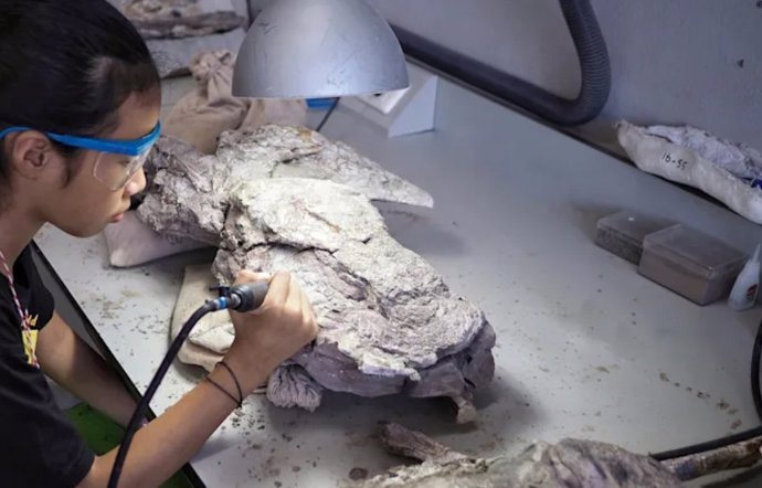 Los marcadores peptídicos en el colágeno pueden ayudar a identificar especies a partir de fragmentos de hueso demasiado dañados para reconocerlos y de fósiles encontrados en lugares demasiado cálidos o húmedos para preservar el ADN.