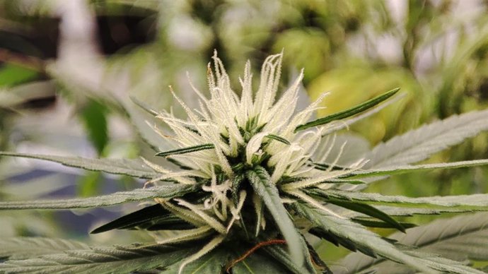 Un equipo investigador del CSIC realiza la primera aproximación global a la diversidad genética del cannabis.