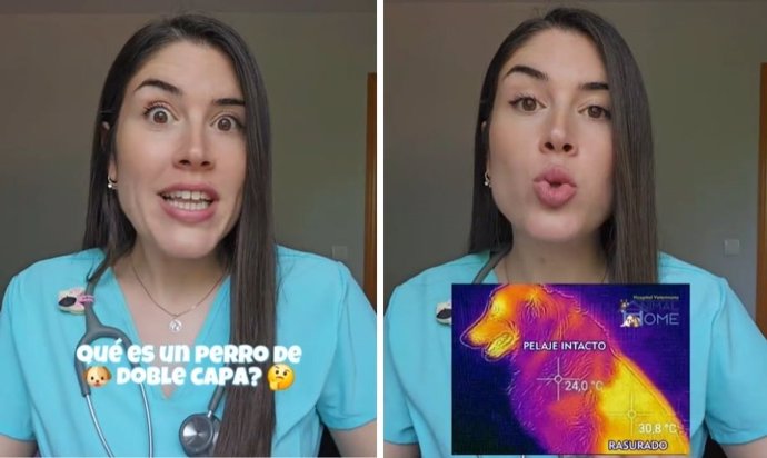María Vetican,*veterinaria: "Prohibido rapar el pelo a perros de manto de doble capa"