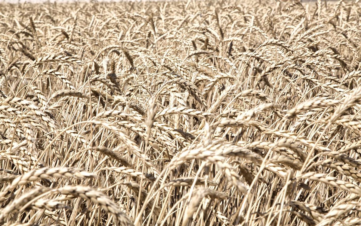 Castilla-La Mancha registra 87.799 expedientes de solicitud de la PAC, 4.200 menos que el pasado año