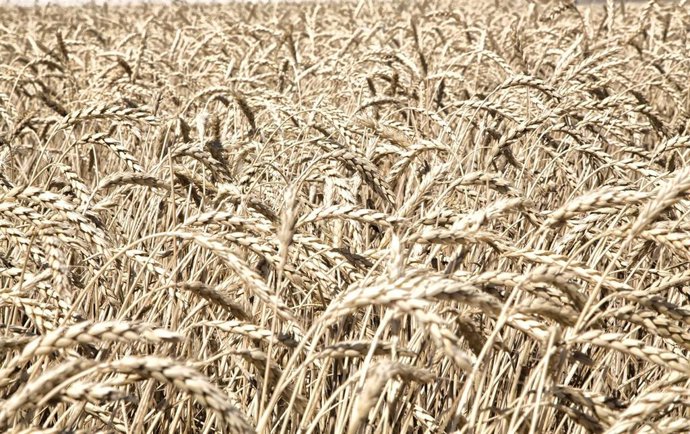 Archivo - Cereal en Castilla.-La Mancha