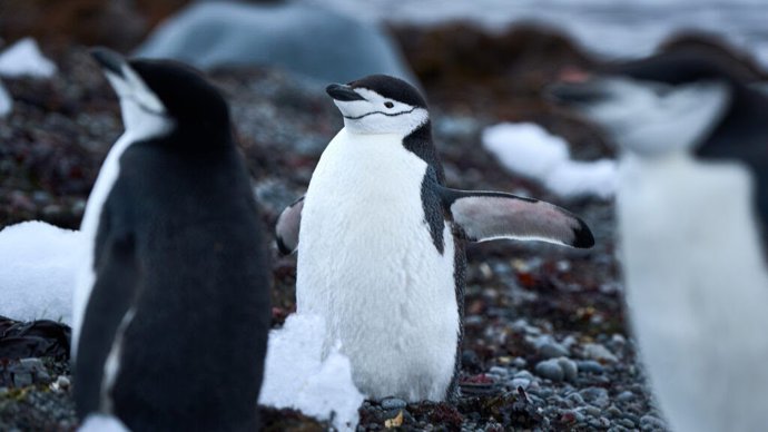 Pinguins na Antártica