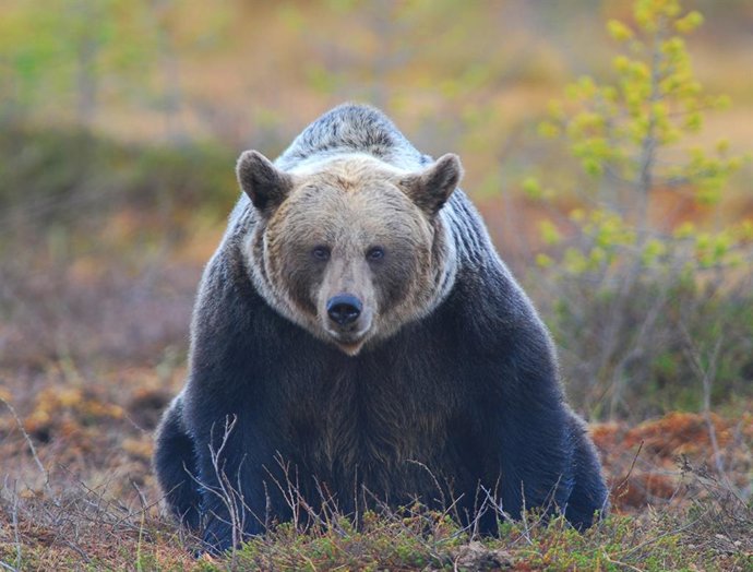 Archivo - Oso pardo se alimenta de frutos en un bosque mixto.