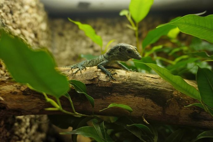 Cría varano esmeralda Bioparc Fuengirola