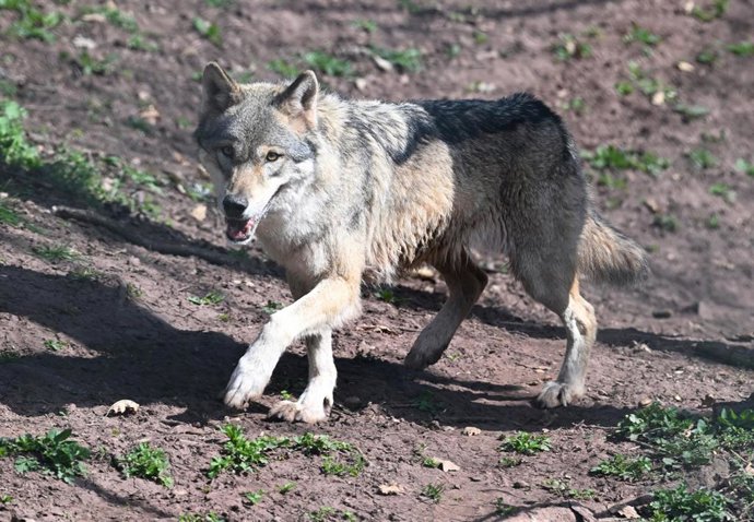 Archivo - Lobo