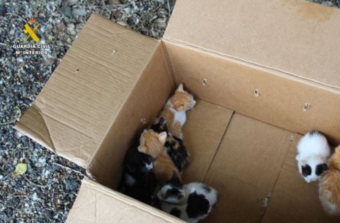 Cachorros de gato abandonados en una caja en Renedo de Esgueva (Valladolid).