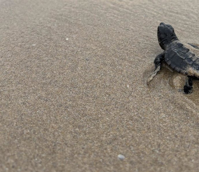 Archivo - Imagen de una tortuga marina