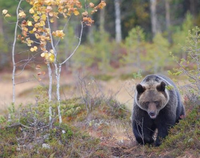 Oso pardo