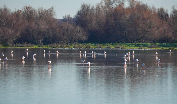 Flamencos en el Parque Nacional de Doñana