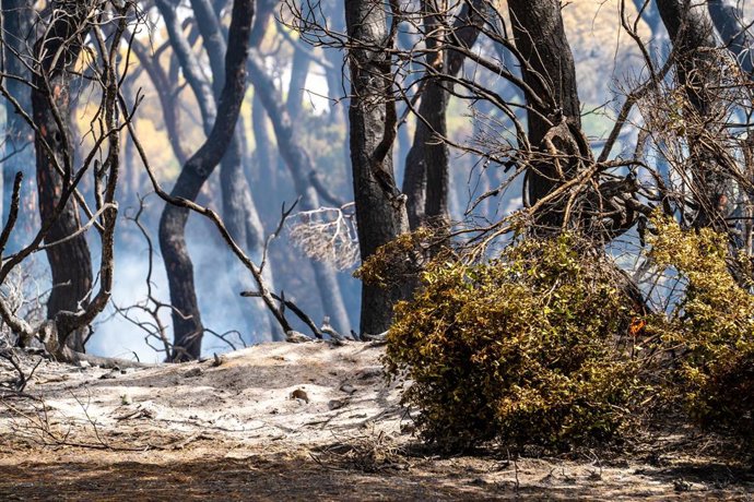 Archivo - Vista del parque de las Canteras durante el incendio declarado en agosto del 2023 en Puerto Real (Cádiz, Andalucía). 
