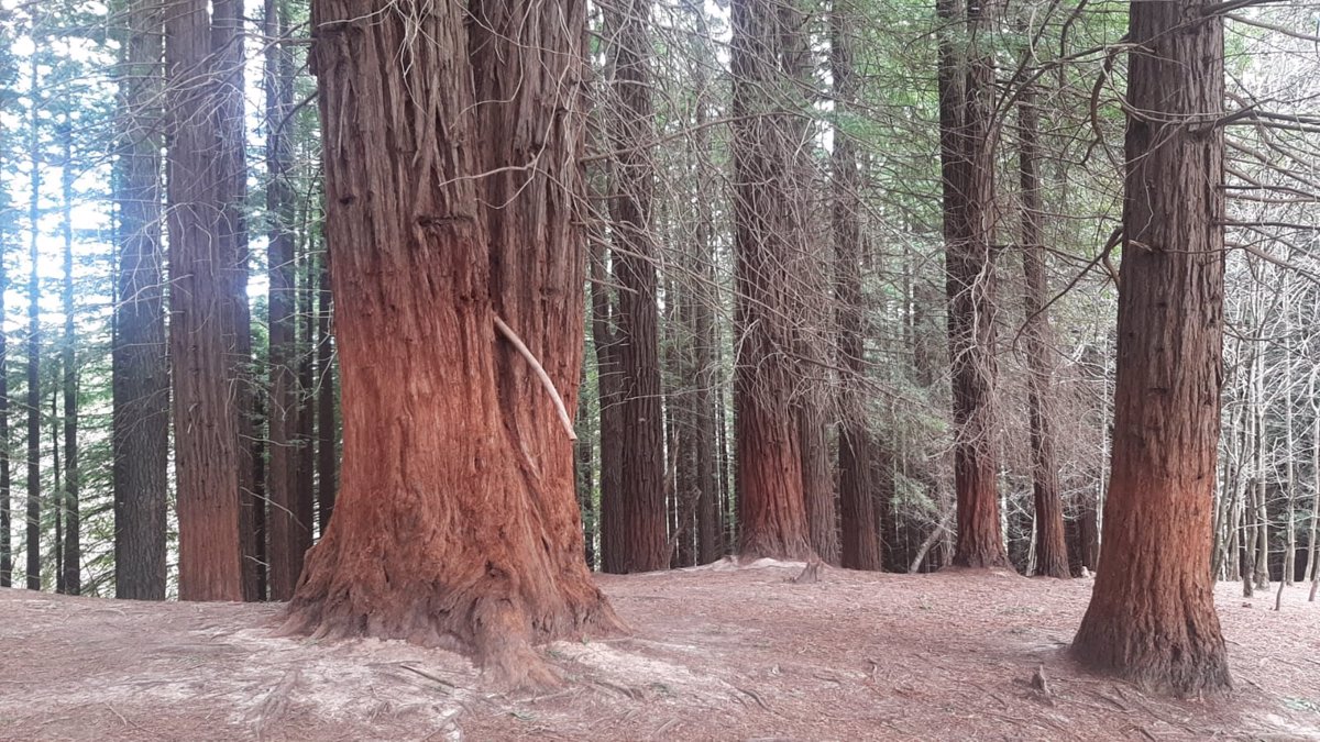 El Gobierno plantea crear un itinerario dentro del Bosque de Secuoyas para minimizar el impacto de las visitas