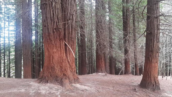Archivo - Bosque de Secuoyas de Cabezón de la Sal, en Cantabria