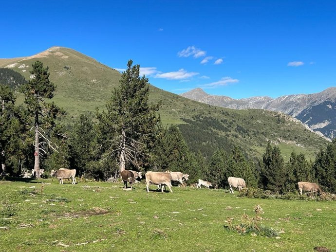 Archivo - Vacas pastando
