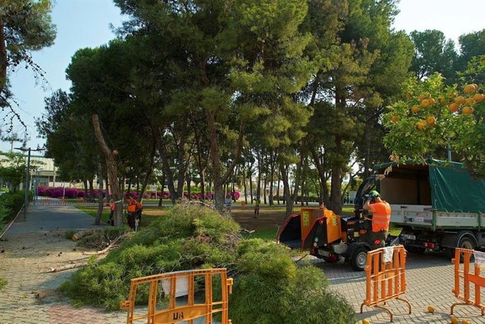 La UA inicia la tala de 37 árboles de su campus para "garantizar la seguridad" ante el "riesgo" de desplome