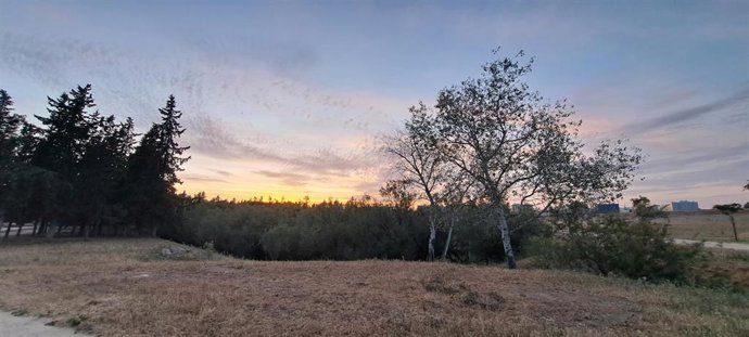 Archivo - Imagen de archivo del parque de Torreblanca. 