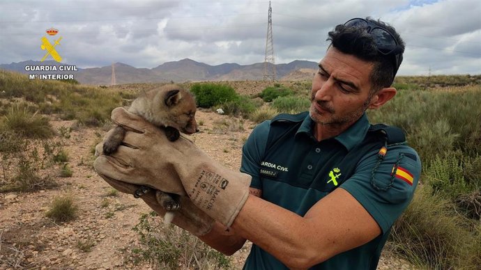 Pequeño zorro rescatado en las obras del AVE en la provincia de Almería